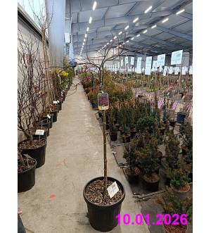 Acer palm. 'Crimson Queen' C 20 L